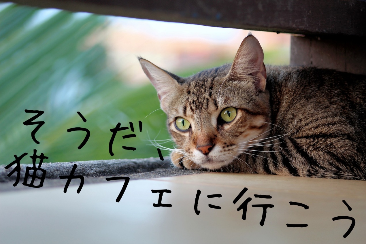 必見 ネコカフェ 千葉厳選4店舗 癒しのひと時を過ごしましょう 猫まんま えさの選び方 種類 人気 悩み解決に関する情報サイト