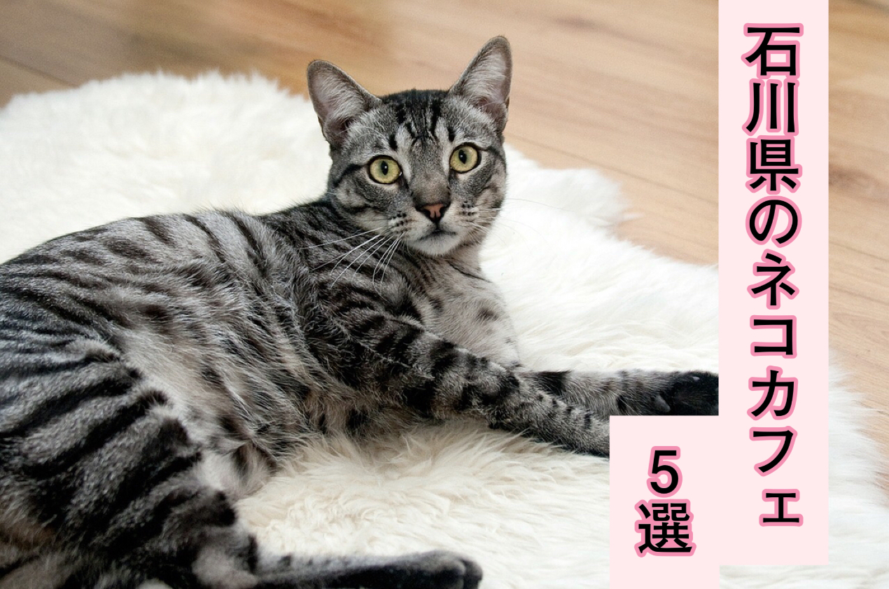 人気のネコカフェを厳選紹介 石川県の癒しスポット ベスト5 猫まんま えさの選び方 種類 人気 悩み解決に関する情報サイト