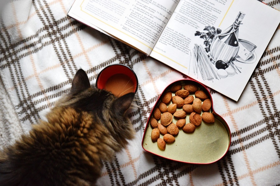 キャットフードで腎不全の猫も健康長生き!!療法食の選び方 【猫まんま】えさの選び方・種類・人気・悩み解決に関する