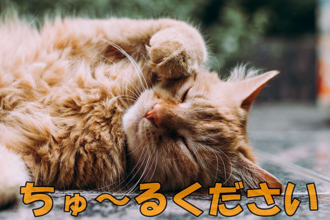 猫ちゃんがちゅーるを食べ過ぎ 一日何本までなら大丈夫なの 猫まんま えさの選び方 種類 人気 悩み解決に関する情報サイト