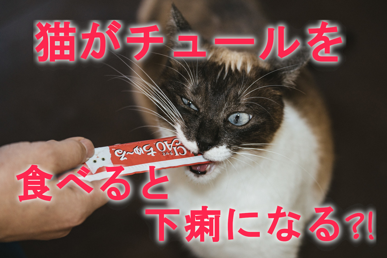 猫にチュールを与えるのはいつから そんな疑問にお答えします 猫まんま えさの選び方 種類 人気 悩み解決に関する情報サイト