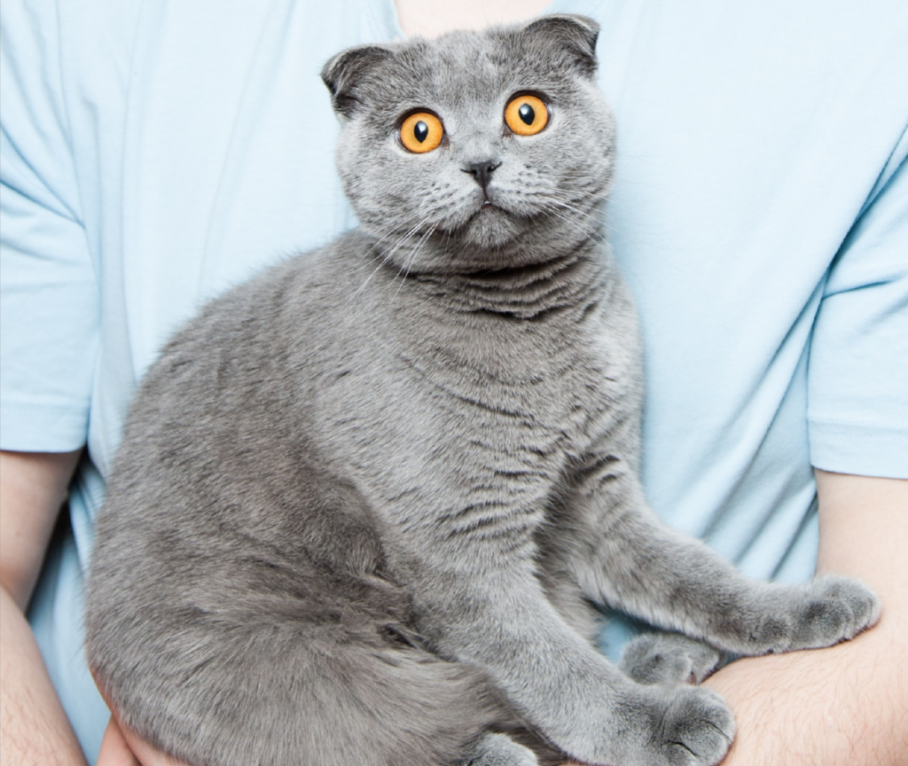 初心者におすすめ ブリティッシュショートヘアの性格と育て方 猫まんま えさの選び方 種類 人気 悩み解決に関する情報サイト
